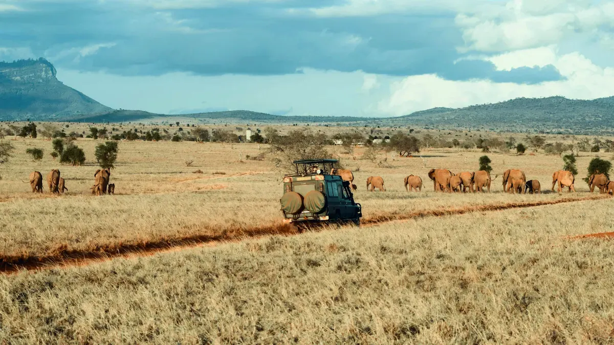 Elephant herd on safari near Victoria Falls